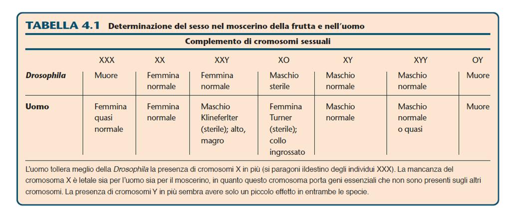 Il modo con cui i cromosomi determinano il sesso