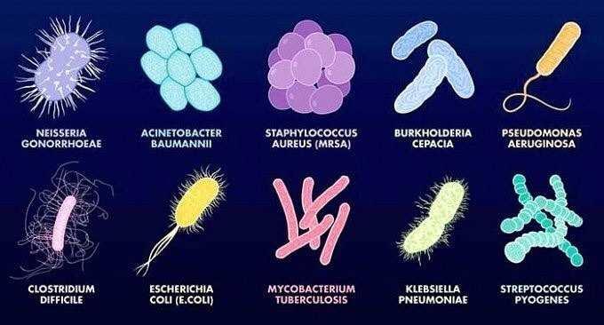 citoplasma ed hanno pochi organelli cellulari. Queste cellule vanno a costituire organismi unicellulari semplici chiamati batteri.