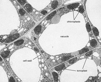 le cellule ben fornite di acqua e quest acqua la immagazzinano dentro il vacuolo (che hai osservato prima come differenza tra cellula animale e vegetale).