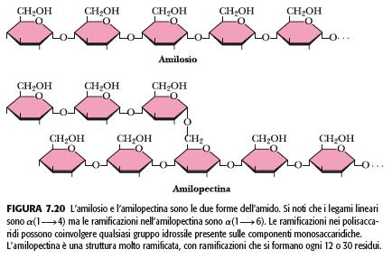 POLISACCARIDI DI RISERVA: amido e glicogeno Gli organismi immagazzinano i carboidrati come polisaccaridi perché diminuisce la pressione osmotica delle riserve di