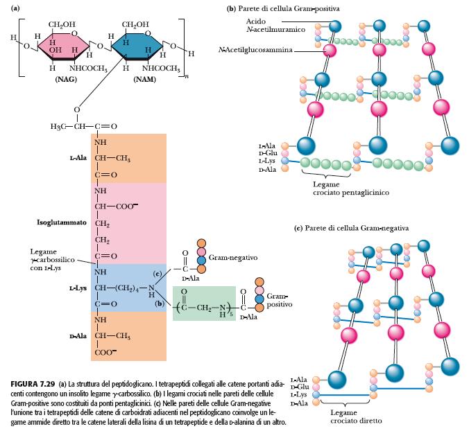 PEPTIDOGLICANO Costituente pareti cellulari