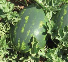 Frutti con semi medio-piccoli di forma ovale e dal peso medio di 9-14 kg o superiore in caso di pianta innestata.