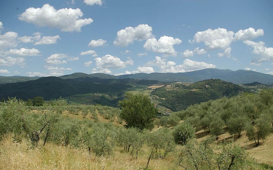 Figura 13: Olivete in località Pievecchia.