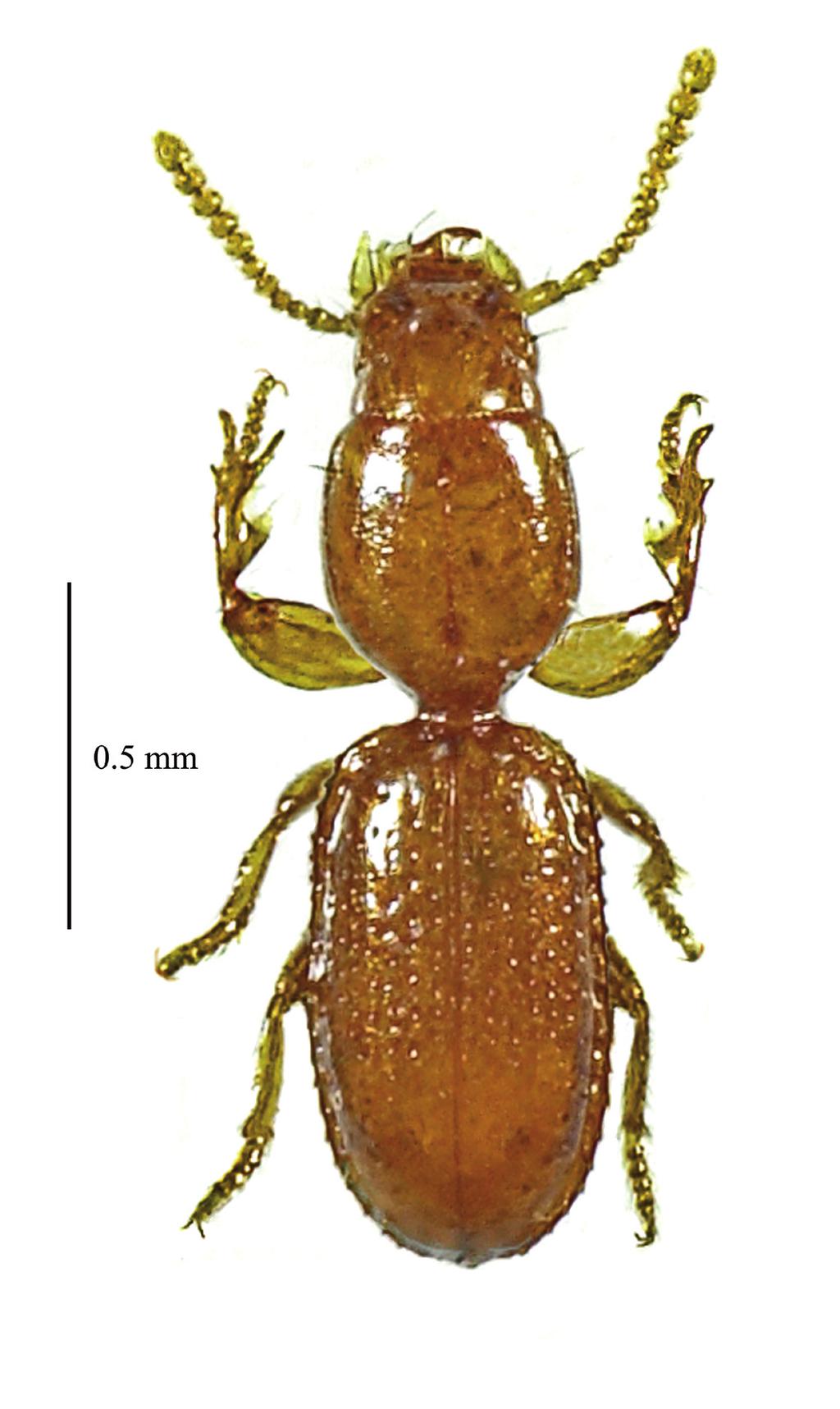 Fig. 1 Madagascareicheia elongata (Jeannel, 1958), Lectotypus : habitus.
