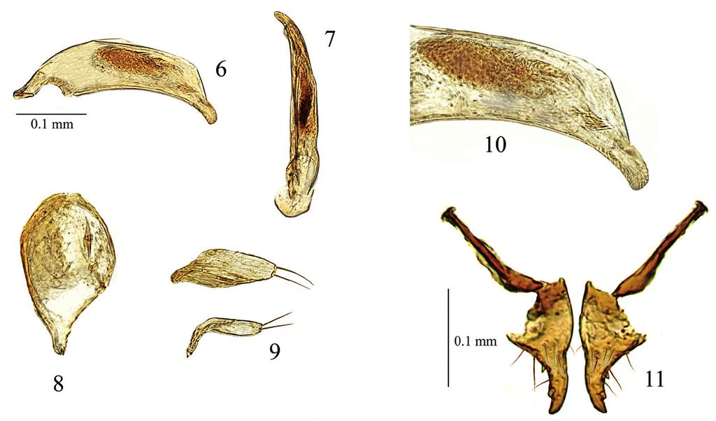 Figg. 2-5 Madagascareicheia elongata, Paralectotypus : 2 - palpi e mascella di destra; 3 - base dell elitra