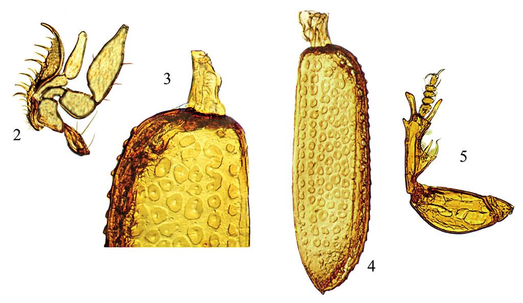 6-11 Madagascareicheia elongata, Lectotypus : 6 - edeago in visione laterale; 7 - edeago in visione