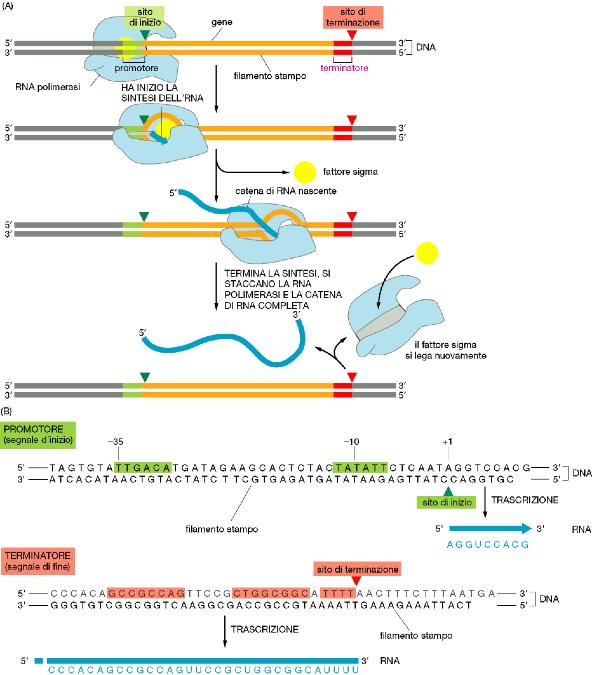 Polimerizzazione del nuovo filamento di RNA Durante la trascrizione il neofilamento di RNA viene sintetizzato in direzione 5 -> 3.