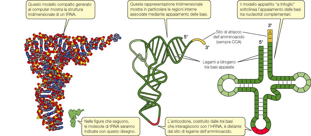 mrna I codoni di una molecola di mrna NON riconoscono direttamente gli aminoacidi cui corrispondono: la traduzione dell mrna in proteina dipende invece da molecole adattatrici