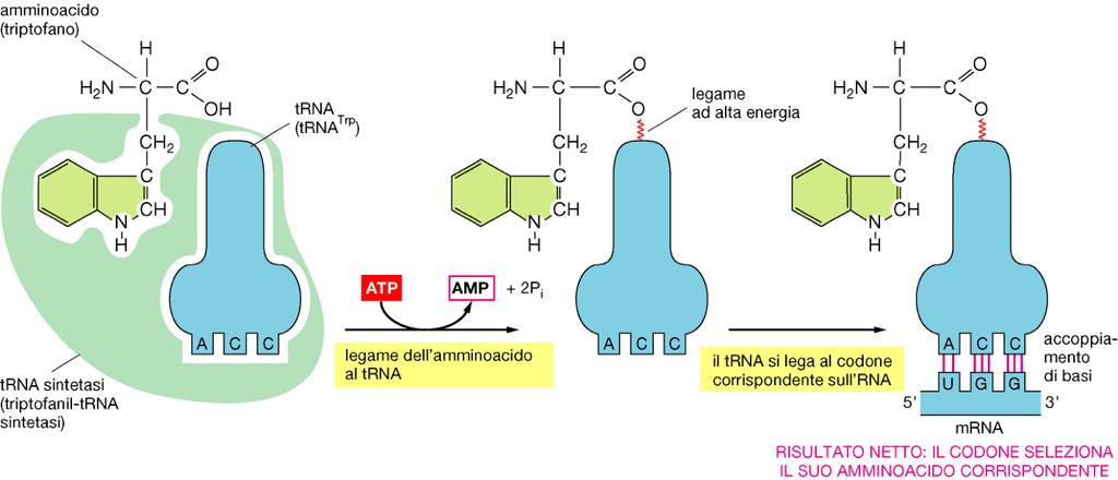 trna L aminoacido corretto viene legato al trna da un enzima, l aminoacil-trna sintetasi, mediante un processo