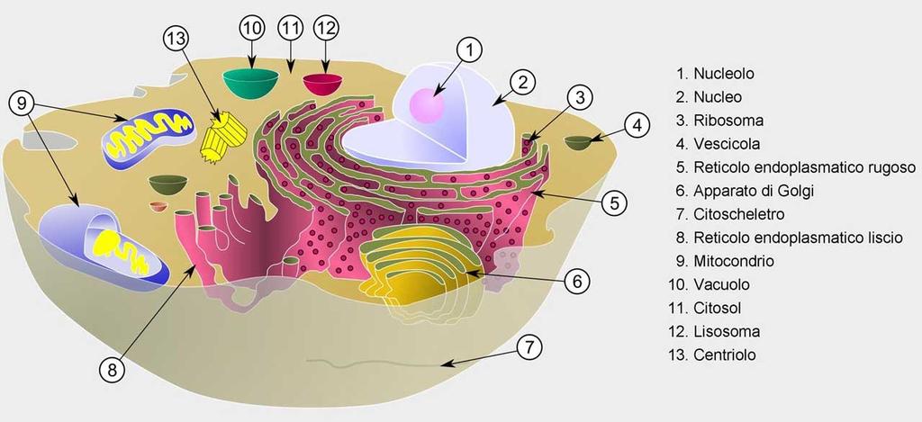 Lo smistamento delle proteine Alcune proteine vengono secrete immagazzinate in vescicole secretorie che migrano verso la superficie della cellula dove si fondono con la membrana plasmatica