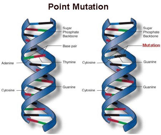 La genetica è lo studio delle differenze ereditarie.