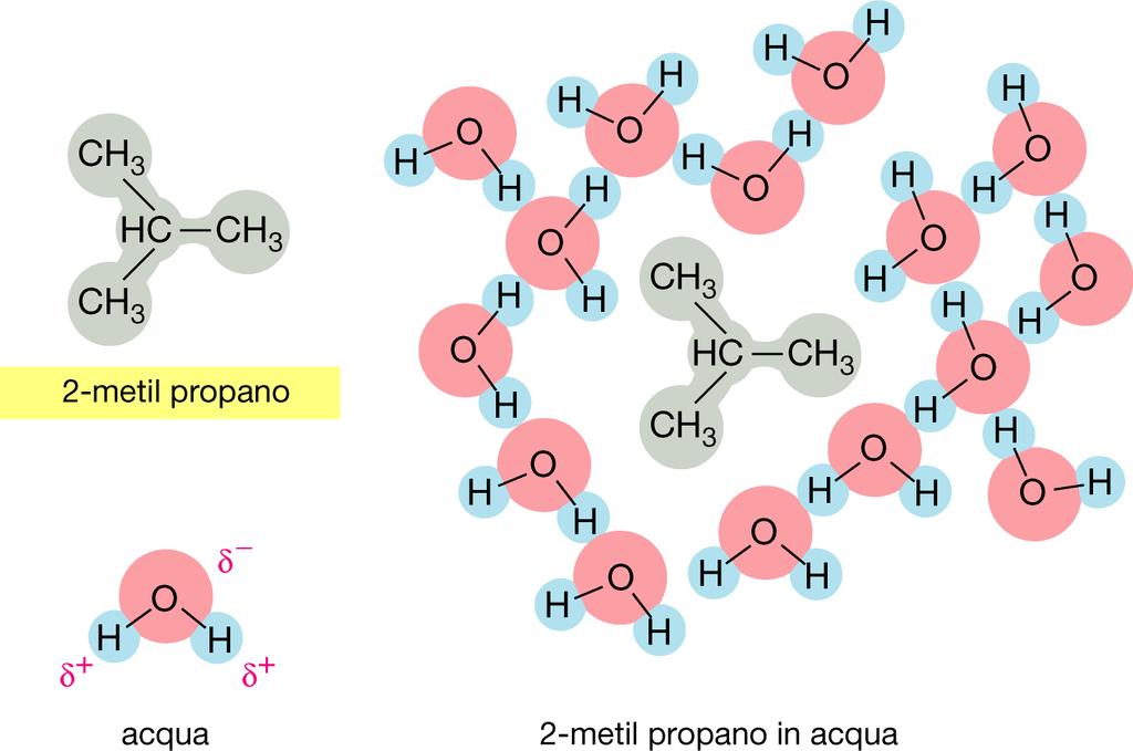 Molecola idrofobica non stabiliscono legami con le molecole di acqua Le molecole d acqua
