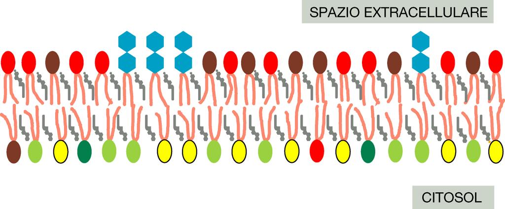 La membrana cellulare è asimmetrica Colina e sfingomielina Serina e etanolammina e fosfatidilinositolo Il doppio strato lipidico è asimmetrico, i fosfolipidi ed i glicolipidi si distribuiscono in