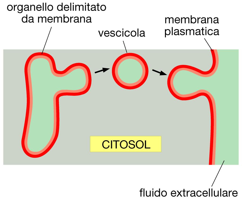 Faccia citosolica della membrana Faccia non citosolica della membrana Le vescicole membranose hanno origine per gemmazione e fusione dagli
