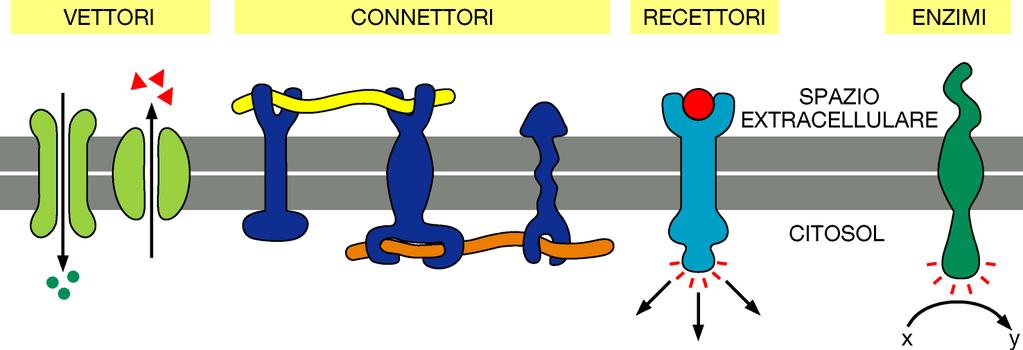 Classe funzionale Esempio di proteina Funzione specifica Vettori Pompa Na+ Pompa attivamente Na+ fuori dalla cellula e K+ dentro la cellula Connettori molecole di adesione Recettori Integrine