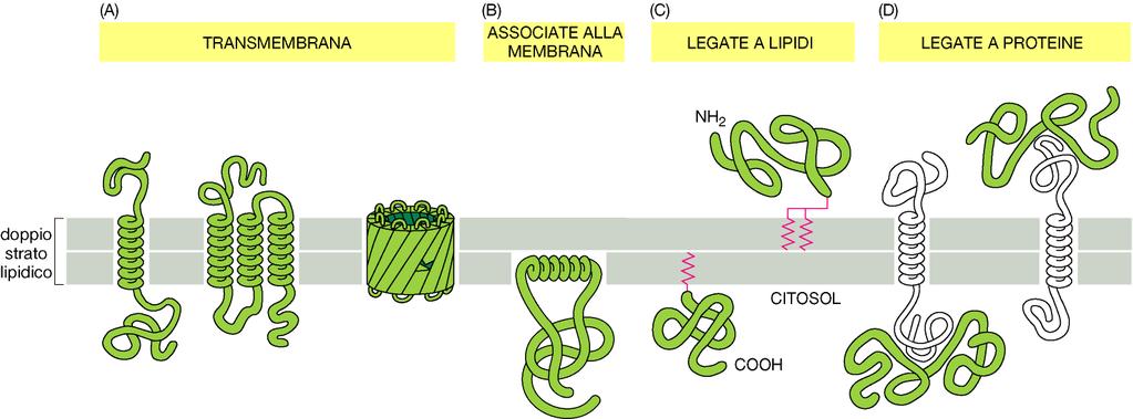 Le proteine transmembrana si estendono attraverso il doppio strato lipidico, generalmente assumendo una conformazione ad elica a singola o multipla, ma talvolta anche come piano b avvolto a manicotto.