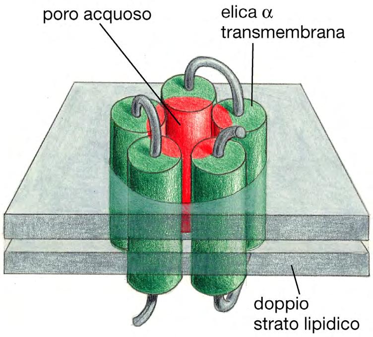 (A) Proteine Transmembrana Le catene laterali degli aminoacidi idrofobici (verde) da un lato di ogni elica entrano in contatto con le