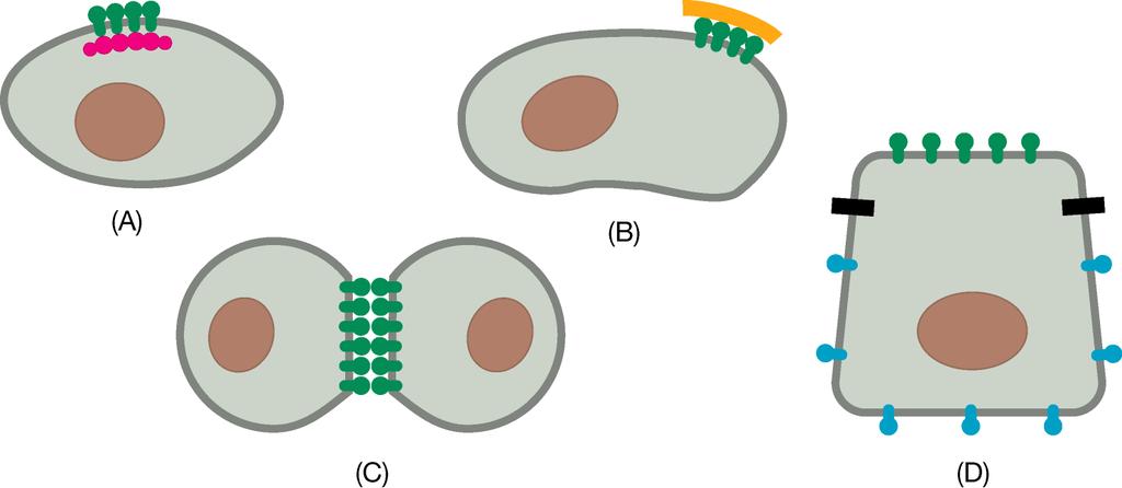 Dato che la membrana si comporta come un fluido bidimensionale, i suoi lipidi e anche molte delle sue proteine possono muoversi liberamente nel piano del doppio strato lipidico.
