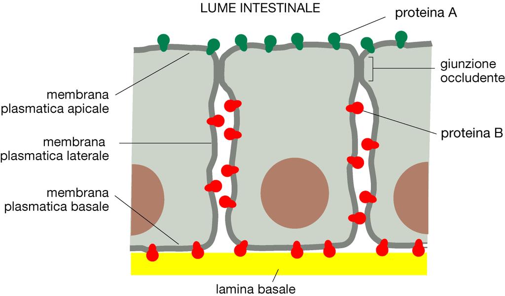 Nelle cellule intestinali le proteine sono confinate in un particolare dominio di membrana plasmatica.