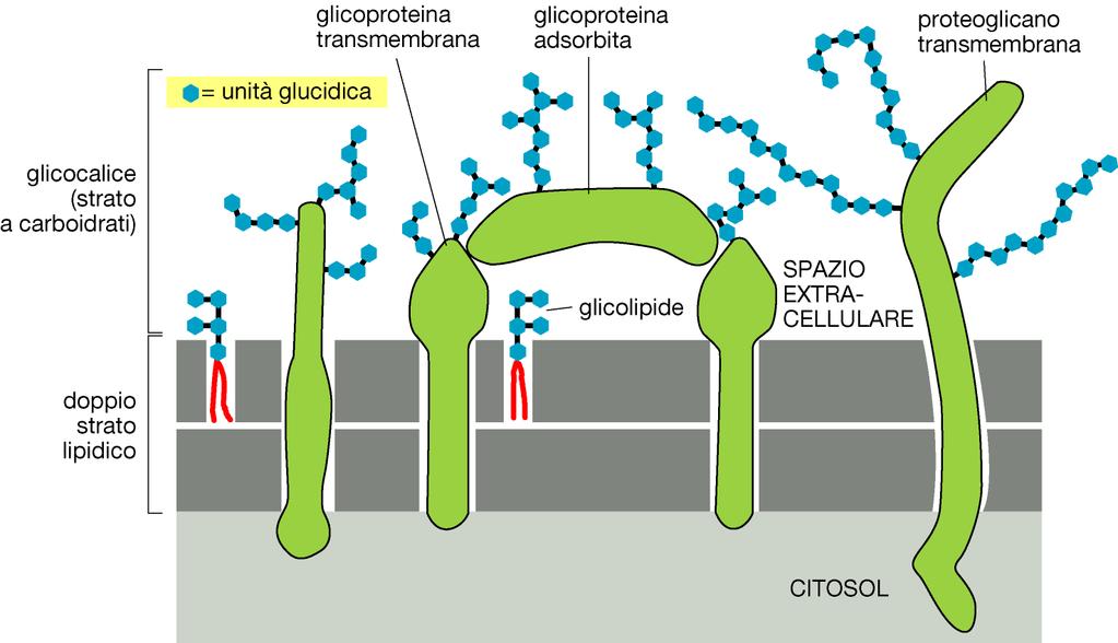 Le cellule eucariotiche sono rivestite da glucidi che formano il glicocalice Il glicocalice (strato a carboidrati) è costituito da catene laterali oligosaccaridiche attaccate a glicolipidi e alle
