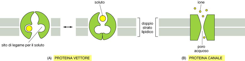 Le molecole di piccole dimensioni entrano nella cellule attraverso un vettore o un canale Una proteina vettore va incontro ad una serie di modificazioni conformazionali per trasferire piccole