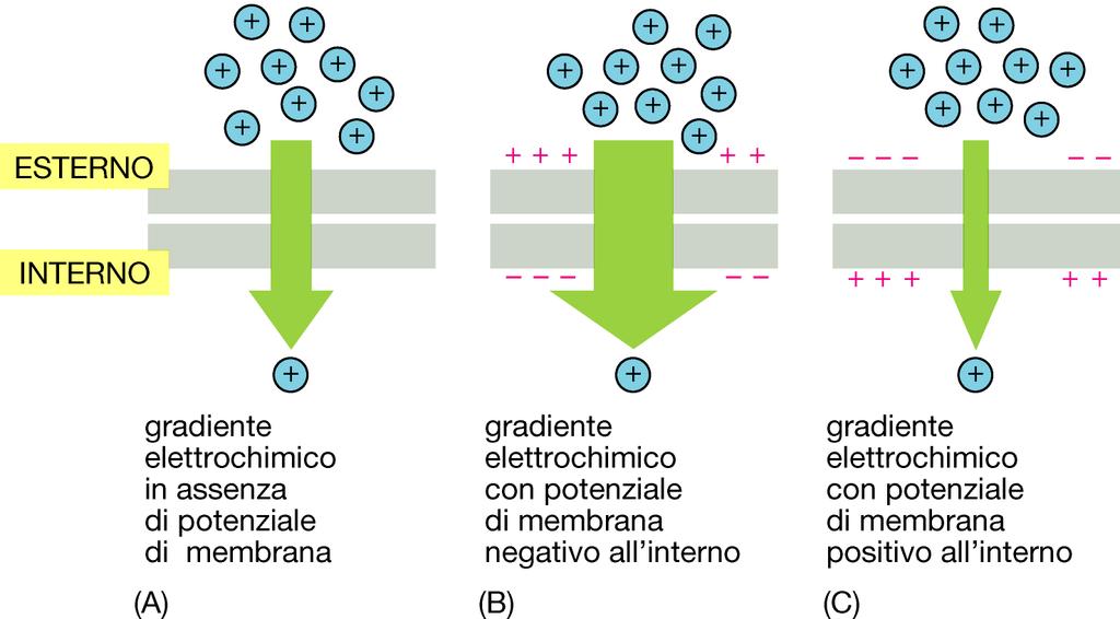 TRASPORTO PASSIVO: gradiente elettrochimico La forza motrice netta (gradiente elettrochimico) che tende a spostare un soluto carico (ione) attraverso la membrana è la somma del gradiente di