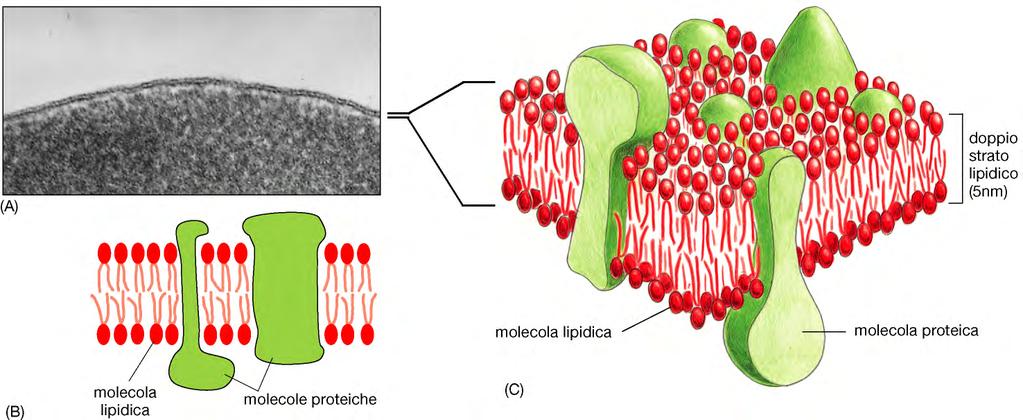 Le membrane cellulari consistono in un doppio strato