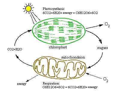 La fotosintesi (sintesi clorofilliana) avviene negli organelli