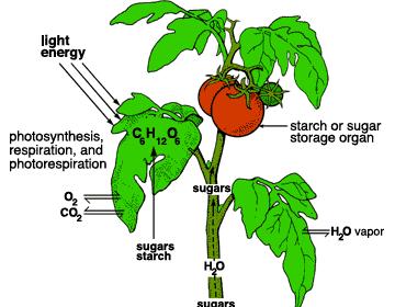 avviene principalmente in organelli cellulari chiamati mitocondri.