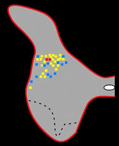 La corteccia premotoria può controllare gli atti motori manuali insieme a MI Localizzazione dei PNs Proiezioni cortico-discendenti di F5 Vie