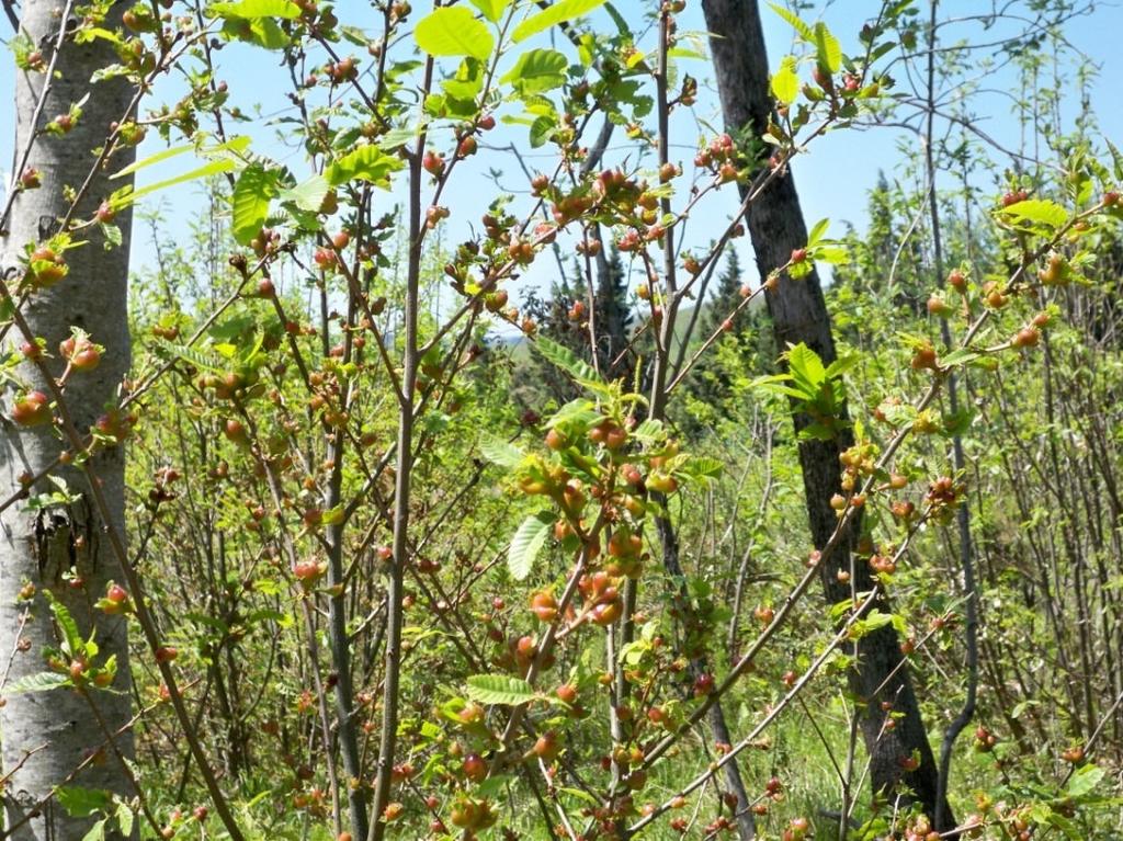 Fine aprile Cenadi (CZ) Il progredire dell infestazione ha portato ad una crescita esponenziale del numero di galle presenti, che causano il disseccamento precoce delle foglie infettate e dei piccoli