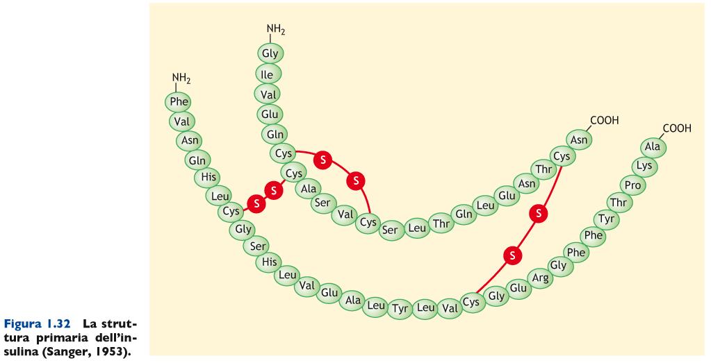 PROTEINE La caratteristica che definisce le proteine è che esse sono polipeptidi con una specifica sequenza di a.a. Fredrick Sanger è stato il primo a determinare, nel 1953, la sequenza completa di una proteina, l ormone insulina.