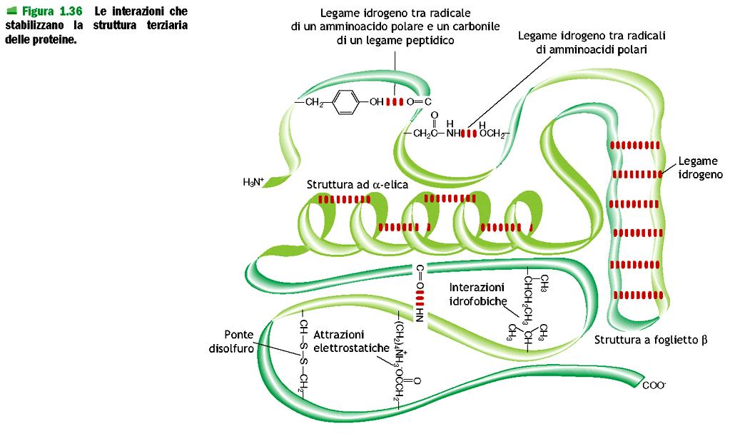 PROTEINE