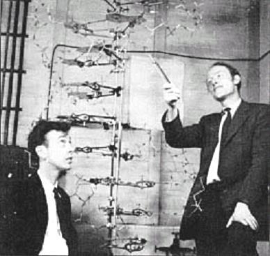 Watson, ed un inglese, Francis H. Crick.