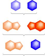 DNA ACIDI NUCLEICI adenina timina pirimidina + pirimidina DNA troppo sottile purina + purina DNA