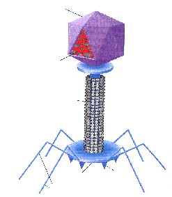 ACIDI NUCLEICI DNA: strategie di compattamento Una delle più sorprendenti caratteristiche di virus, cellule batteriche e cellule eucariotiche, è l enorme discrepanza esistente tra la lunghezza del