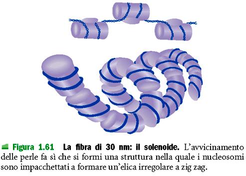 ACIDI NUCLEICI DNA: strategie di