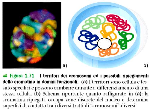 ACIDI NUCLEICI