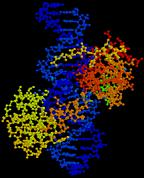 Le classi del DNA ACIDI NUCLEICI Genoma Umano 3200 Mb Geni e sequenze associate 800 Mb (25%) DNA extragenico 2400 Mb (75%) Non codificante 23,5% Codificante 1,5% DNA Spaziatore (Seq.