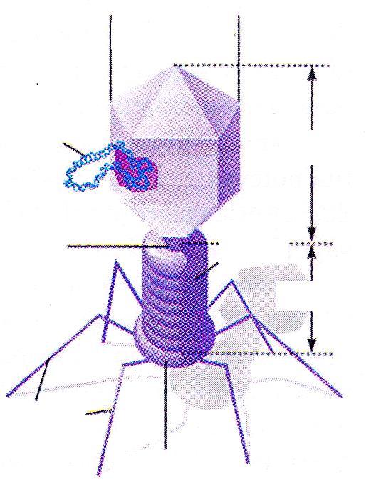 ACIDI NUCLEICI Il DNA è il depositario dell informazione genetica.