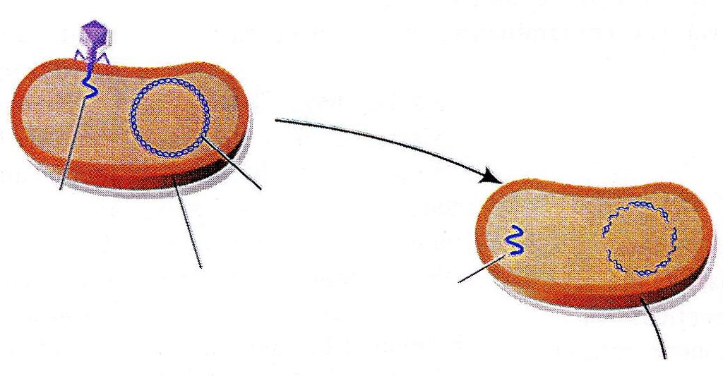 6 Rilascio della progenie in seguito a lisi della parete batterica ACIDI NUCLEICI Il DNA è il depositario dell informazione genetica.