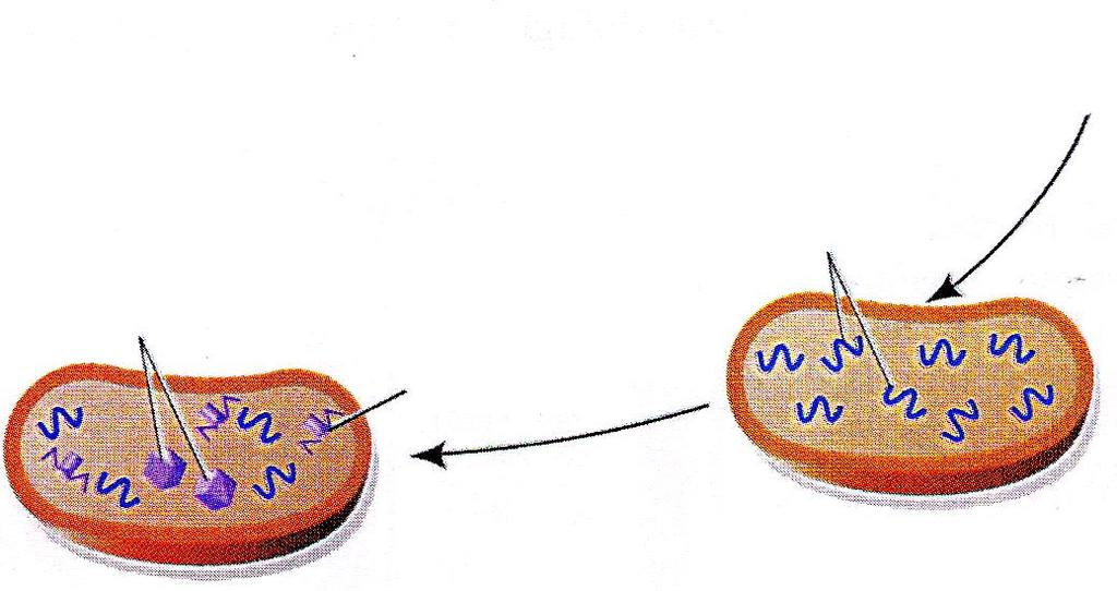 il proprio materiale genetico per riprogrammare la cellula ospite per farle produrre nuovi fagi.