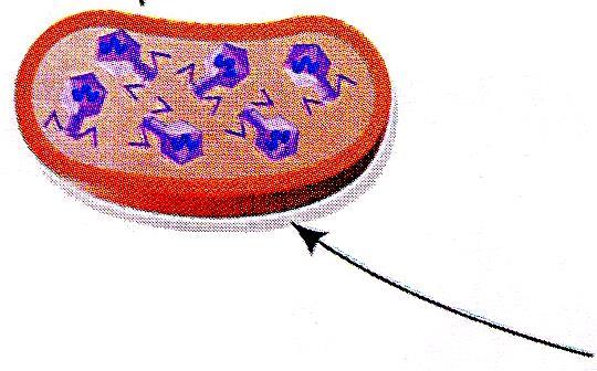 cromosoma batterico è completamente degradato 5 Assemblaggio delle particelle fagiche della progenie Le teste del fago vengono