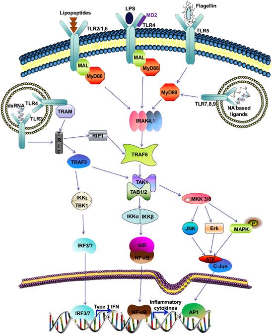 Receptor antagonis