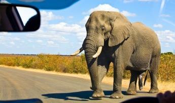 Se il tempo lo consente, faremo un safari nel tardo pomeriggio visitando le pozze d'acqua e cercando specie come elefanti, leoni, rinoceronti, kudu, giraffe, springbok, zebre e molti altri.