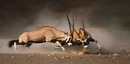 Pasti inclusi: cena Intu Africa Zebra o Kalahari Farmhouse GIORNO 3 KALAHARI Dopo colazione, escursione a piedi con una guida locale boscimane, per scoprire le