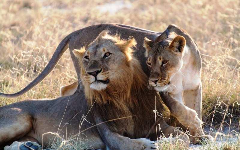 9 giorno Parco Etosha Una volta fatta la prima colazione si partirà alla volta di un altro entusiasmante Game Drive in 4x4, in un altra zona del Parco Ethosha.