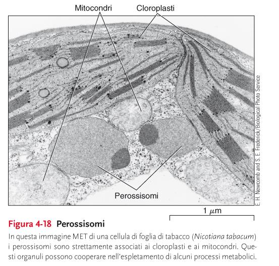 Perossisomi I perossisomi metabolizzano composti organici di piccole dimensioni Sonoorganuli cellulari vescicolari semplici, noti anche come microcorpi