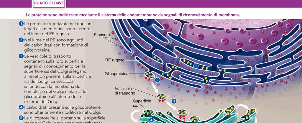 Lisosomi SINTESI I lisosomi primari si formano per gemmazione del complesso del Golgi.