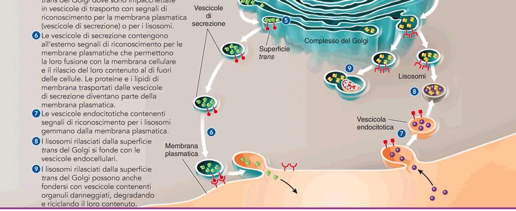 Questi enzimi attraversano il lume del RE, molecole di carboidrati si attaccano agli